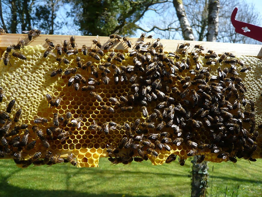 Honeybees, Honeycomb, Honey, Bee, beekeeping, nature, apiary, HD wallpaper