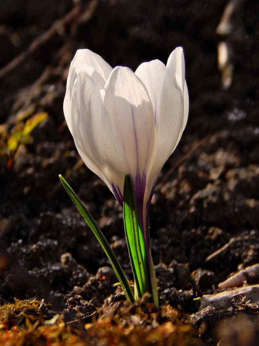 crocus, spring, macro, flower, nature, vulnerability, flowering plant HD wallpaper