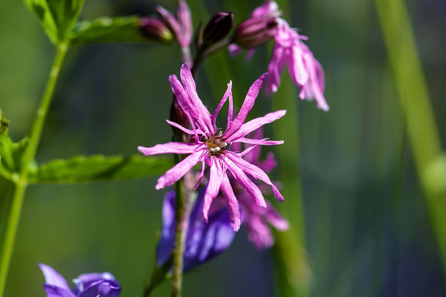 selective focus photography of purple petaled flower, cuckoo-light elke, HD wallpaper