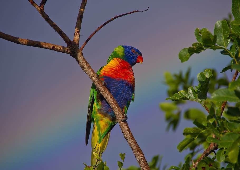 yellow, red, and blue bird on branch, rainbow lorikeet, parrot HD wallpaper