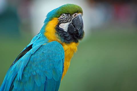 Parrot, Macaw, Close, Bird, Colorful, feather, nature, wildlife HD wallpaper
