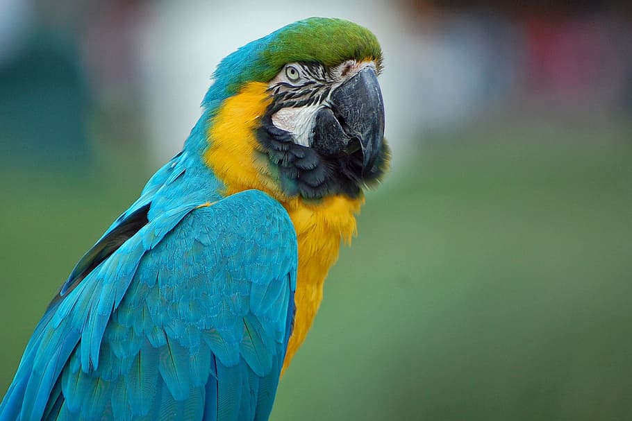 Parrot, Macaw, Close, Bird, Colorful, feather, nature, wildlife HD wallpaper
