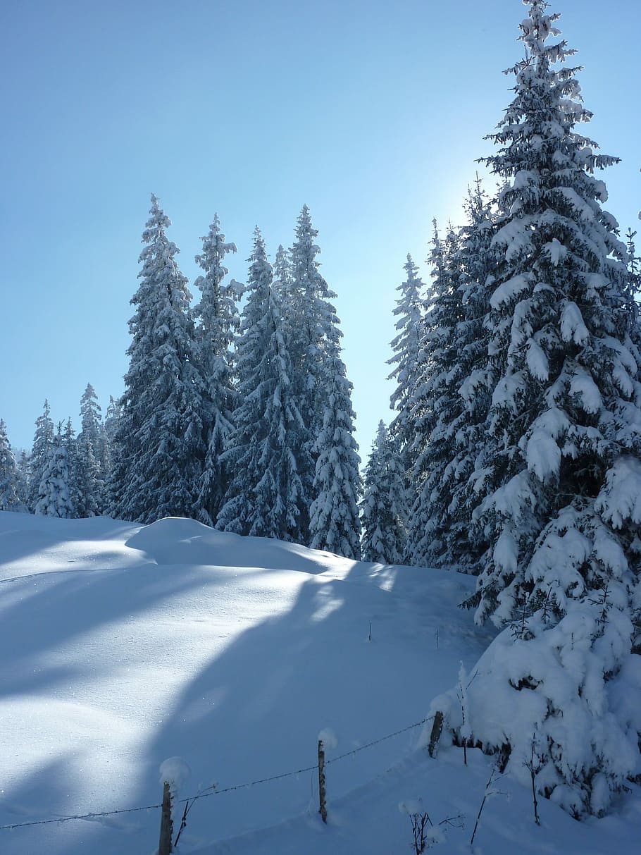 Wintry, Snow, Firs, Trees, Snowy, Cold, winter magic, winter mood HD wallpaper