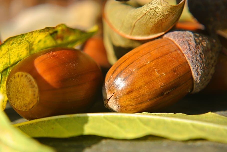 acorns, macro, close, leaves, autumn, decoration, brown, food and drink HD wallpaper