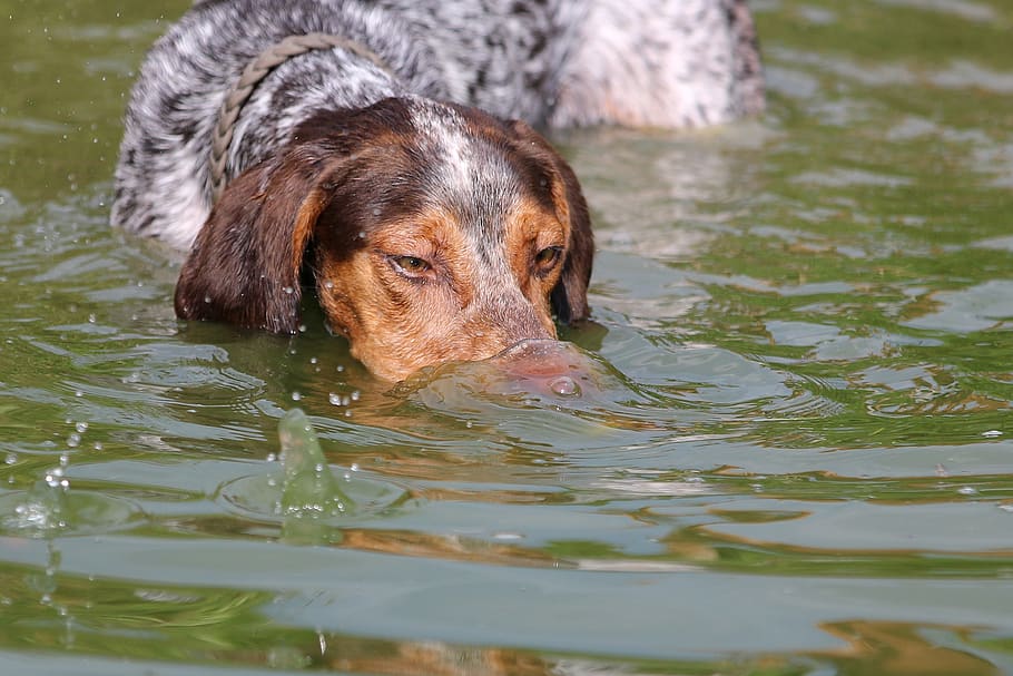 dog, diving, swim, one animal, canine, mammal, domestic, pets HD wallpaper