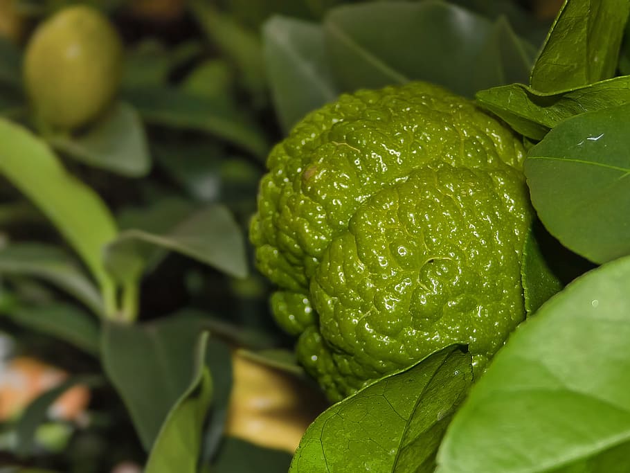 Lemon, Mediterranean, Yellow, Green, plant, spain, italy, yellow green HD wallpaper