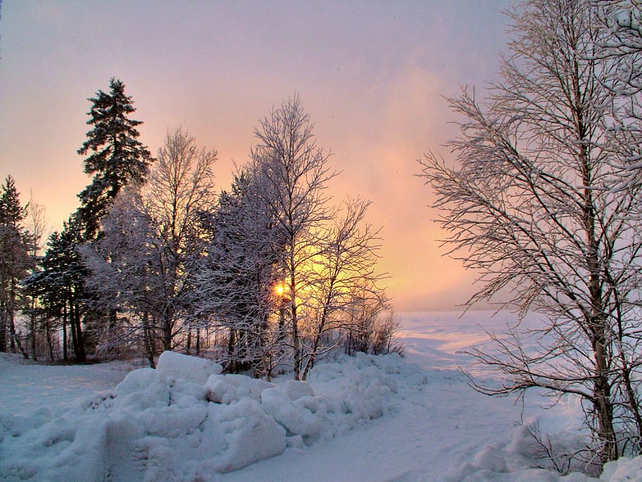 bare tree on snow filled area, North, Arctic, Ice, Nature, landscape HD wallpaper