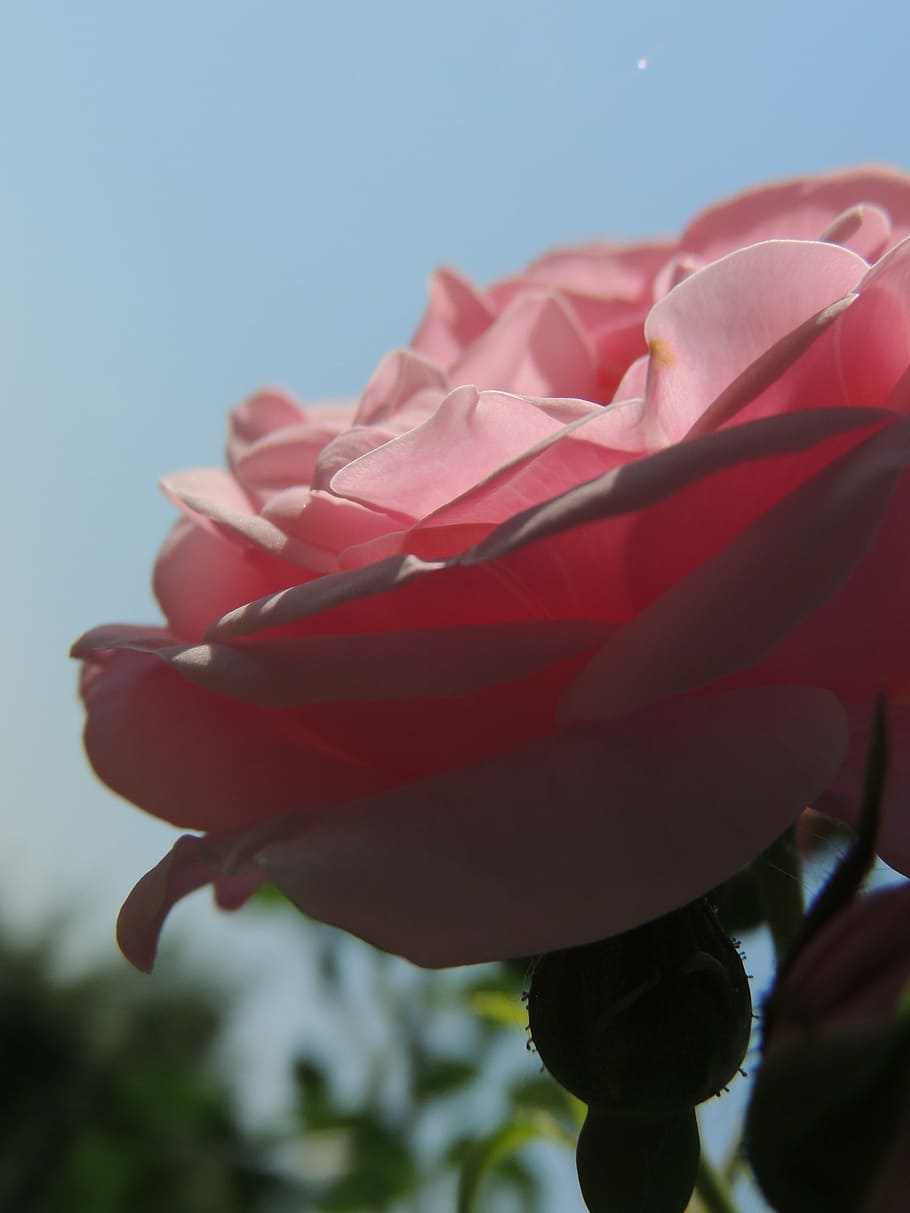pink, rose, flower, sun rays, shadow, beauty in nature, plant HD wallpaper