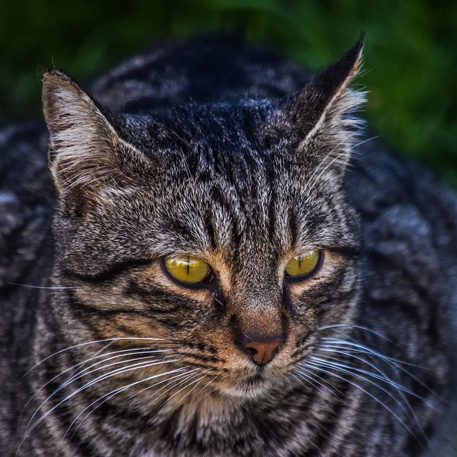 brown tabby cat in focus photography, stray, eyes, face, cute HD wallpaper
