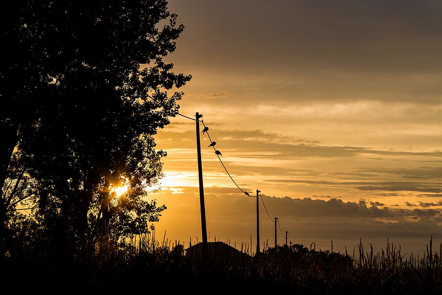 birds, sunset, evening sky, plant, tree, beauty in nature, silhouette HD wallpaper