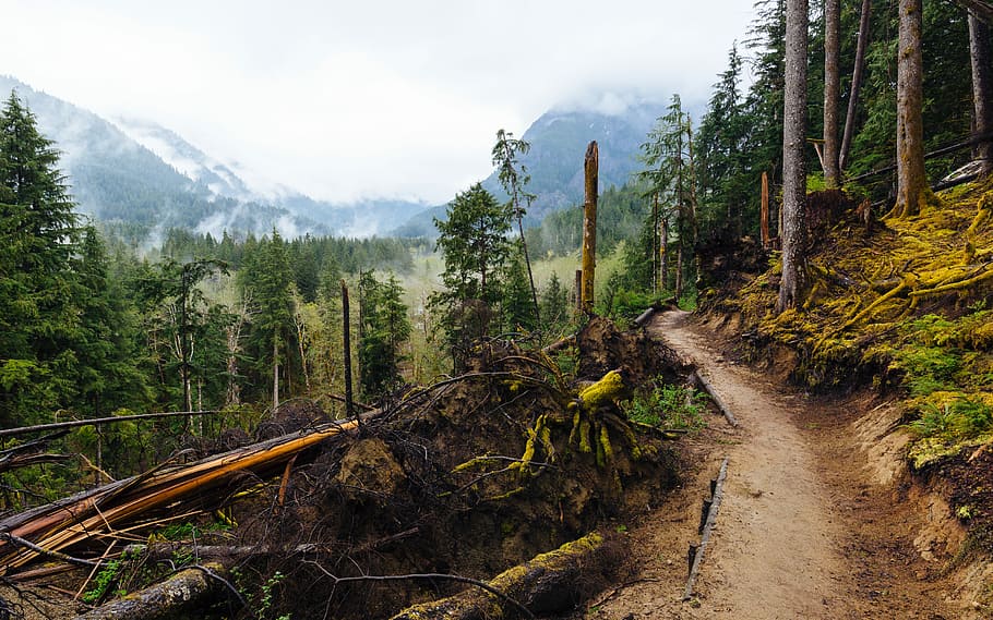 green forest tree, brown cliff surrounded by trees, trail, dirt track HD wallpaper