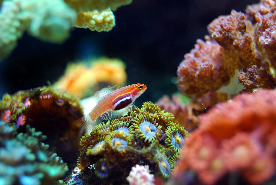 orange and white fish, coral, reef, sea, underwater, ocean, marine, HD wallpaper