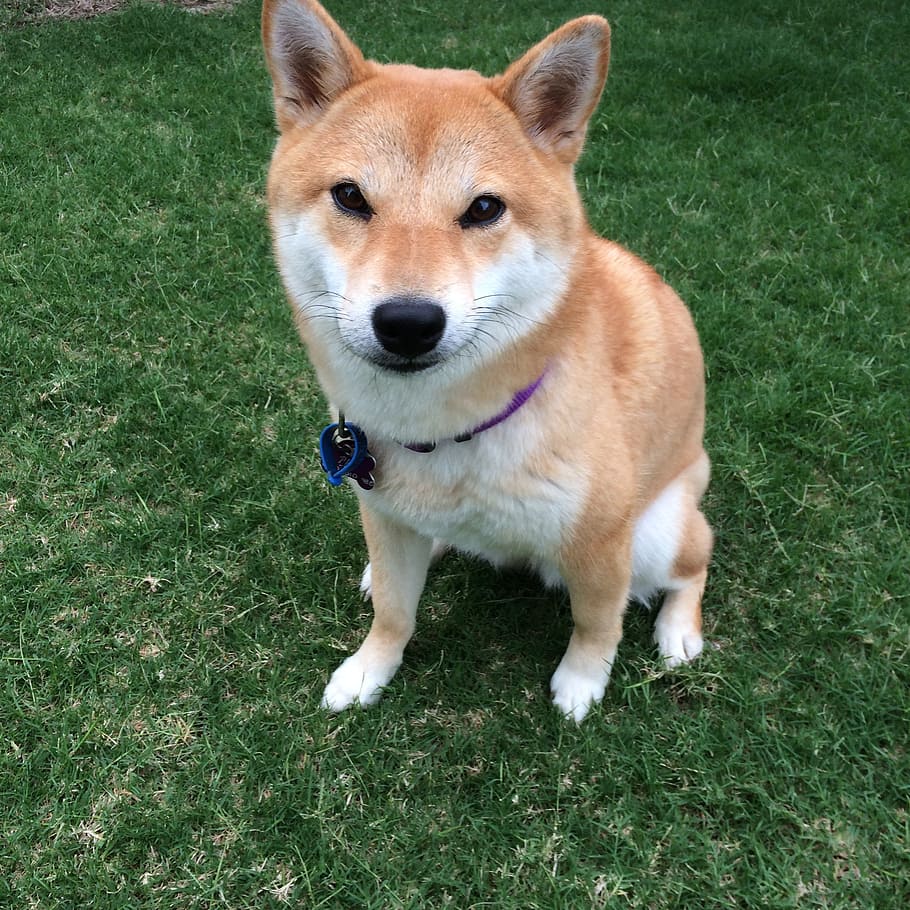 adult Shiba inu sitting on grass, dog, doge meme, spitz breeds, HD wallpaper