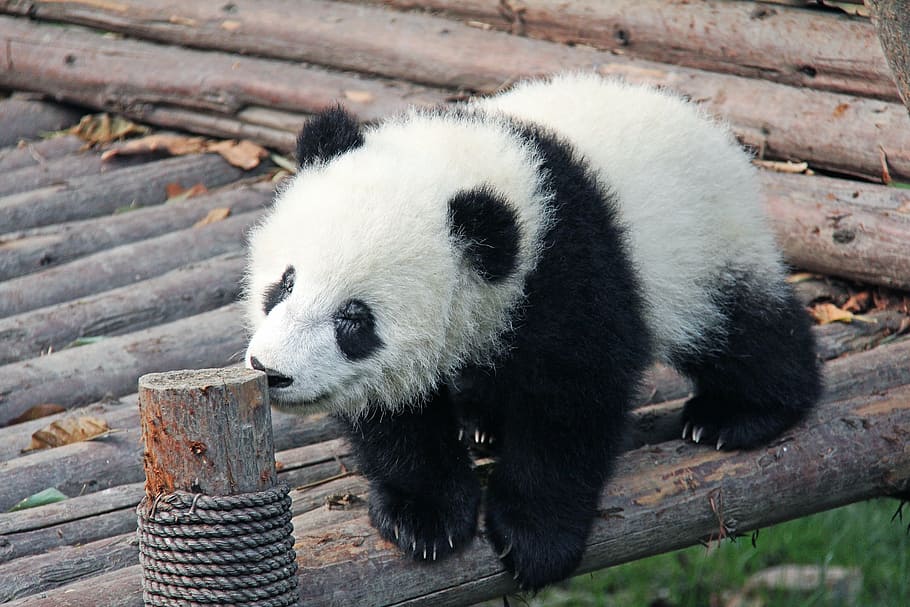white and black panda on brown wooden surface at daytime, black and white