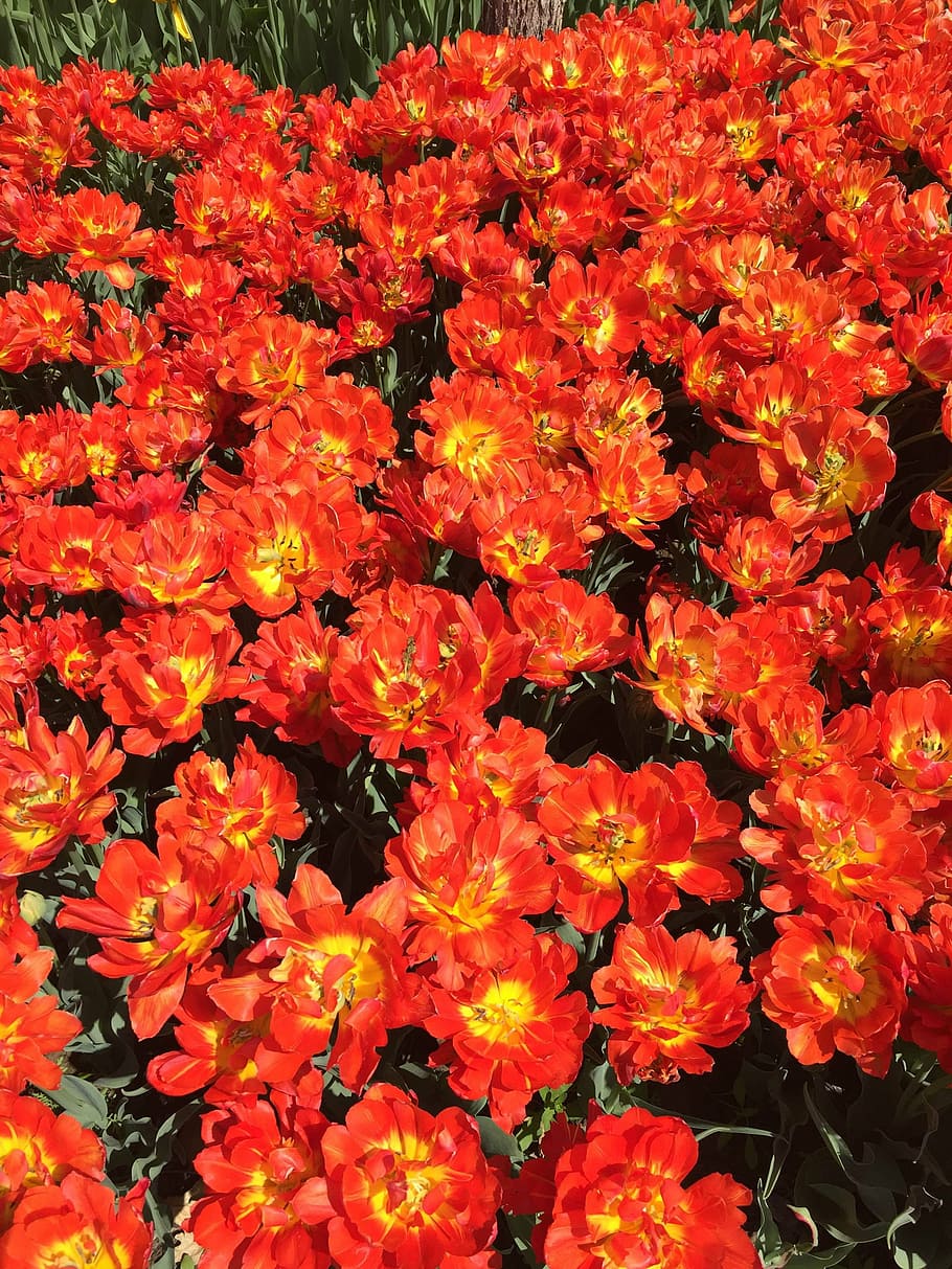 tulip, flowers, orange, flowering plant, freshness, fragility HD wallpaper