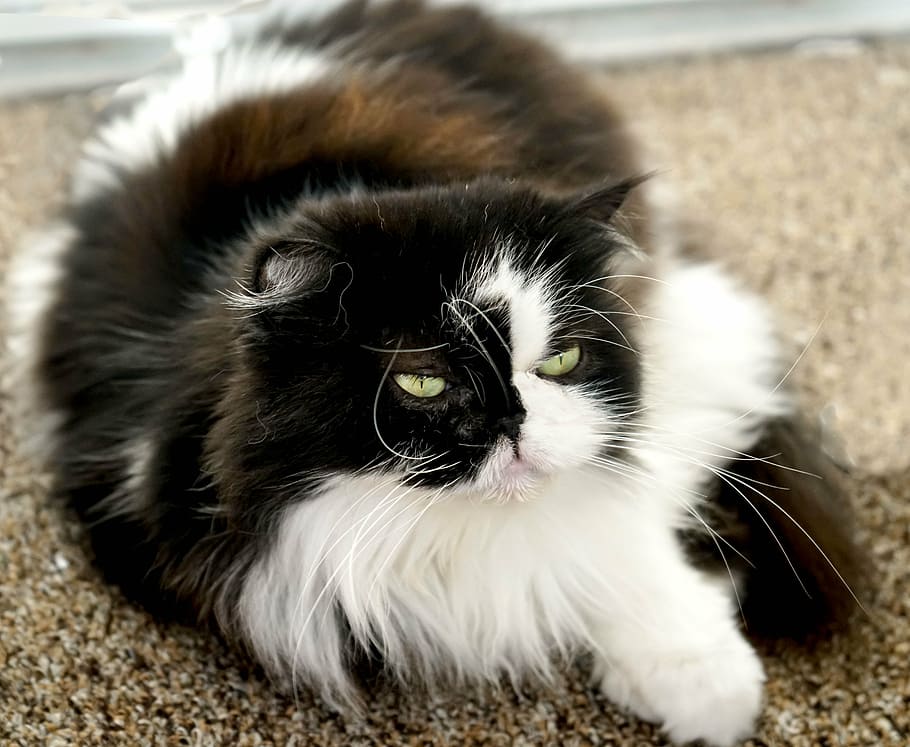 long-coated white and black cat on brown area rug, himalayan persian, HD wallpaper