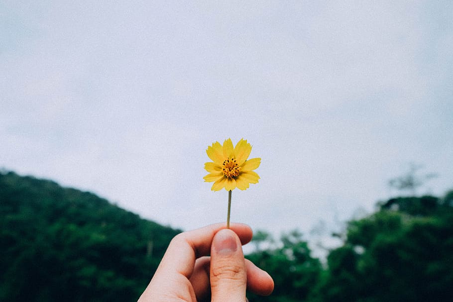 person holding yellow petaled flower, person holding yellow dandelion