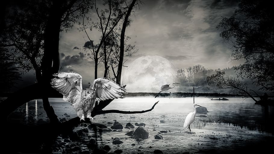 illustration birds in lake, composing, ibis, owl, atmospheric, HD wallpaper