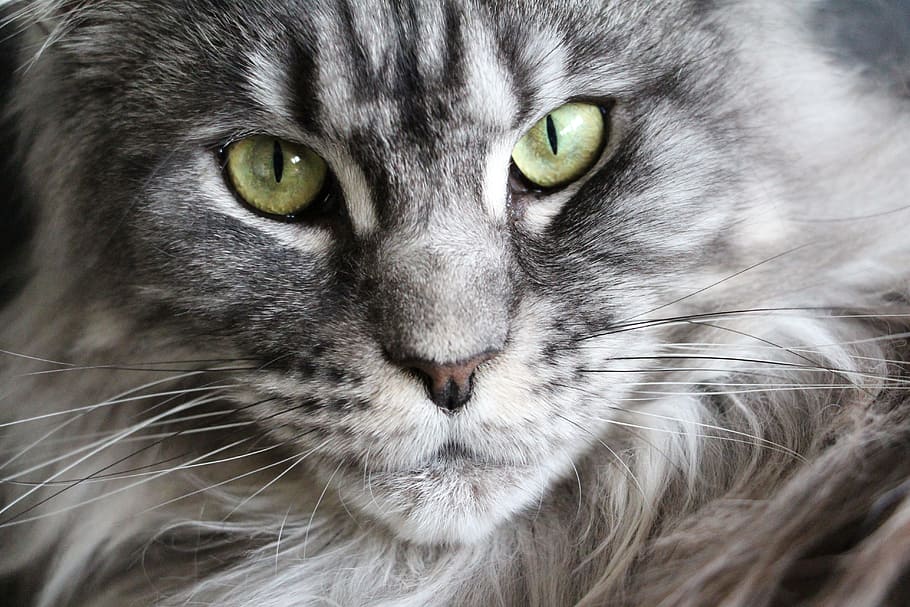 Persian cat looking fierce, maine coon, maine coon cat, cat face, HD wallpaper