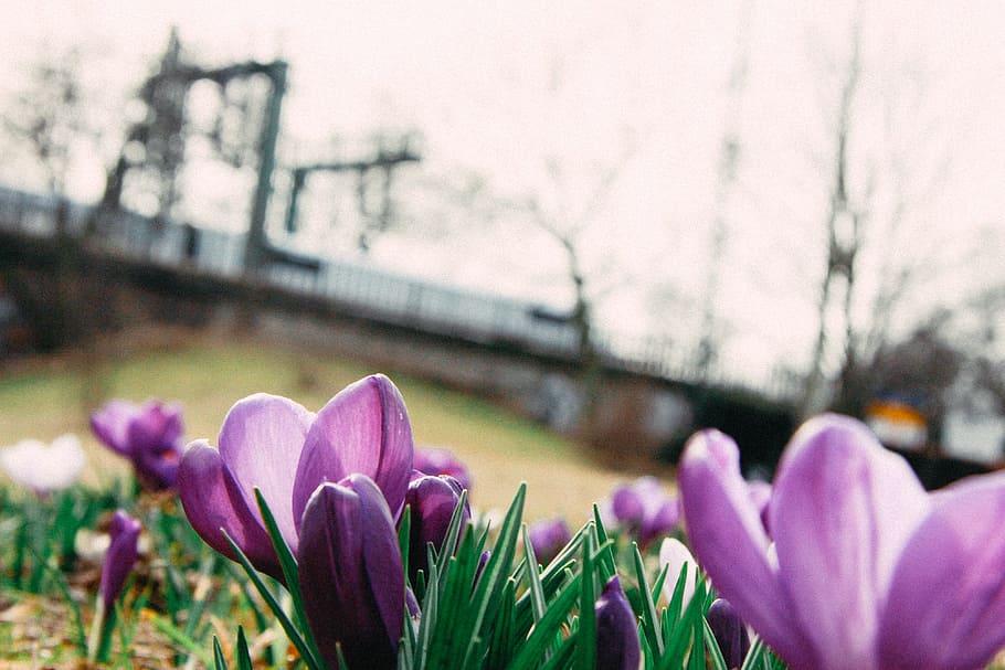 Spring crocuses, nature, flower, springtime, tulip, outdoors HD wallpaper