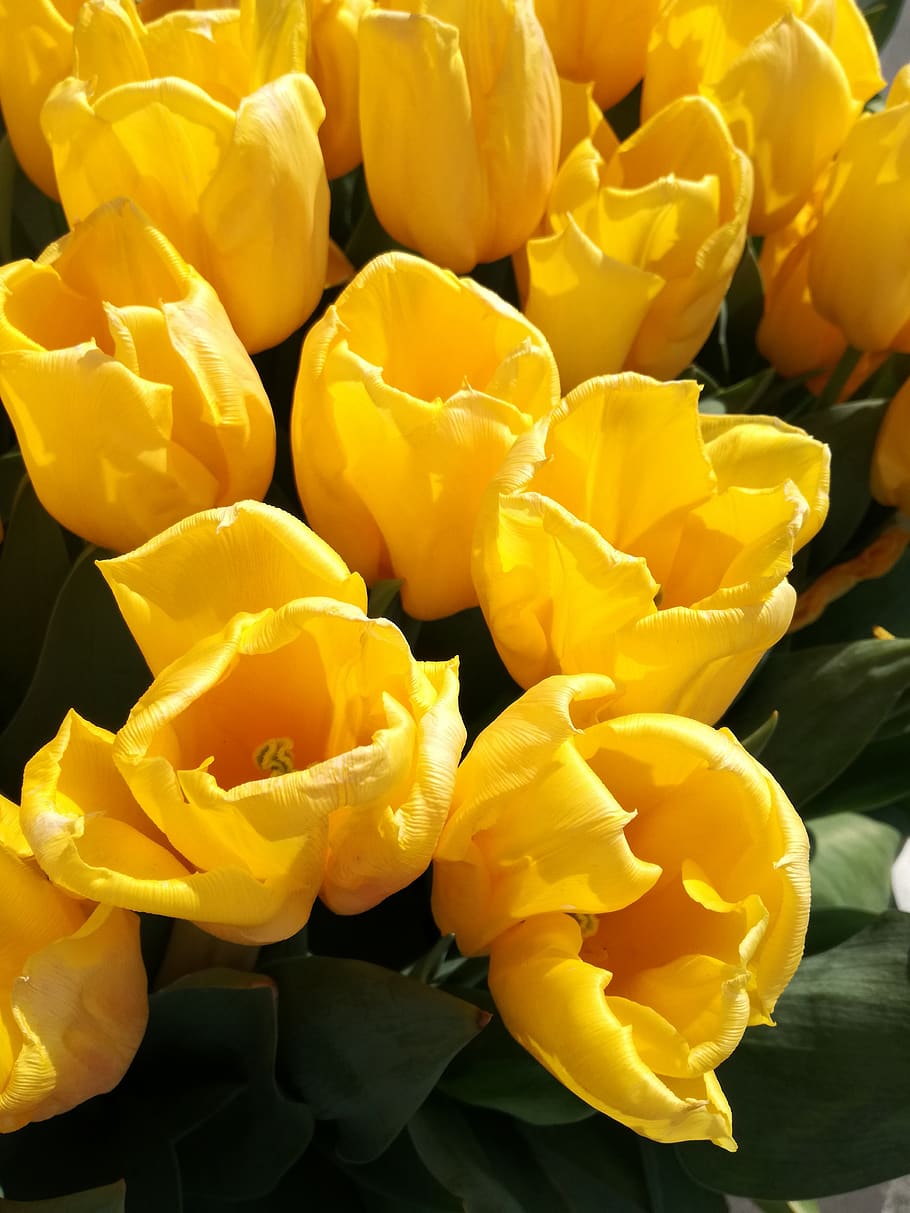 tulips, amsterdam, yellow, freshness, beauty in nature, plant HD wallpaper
