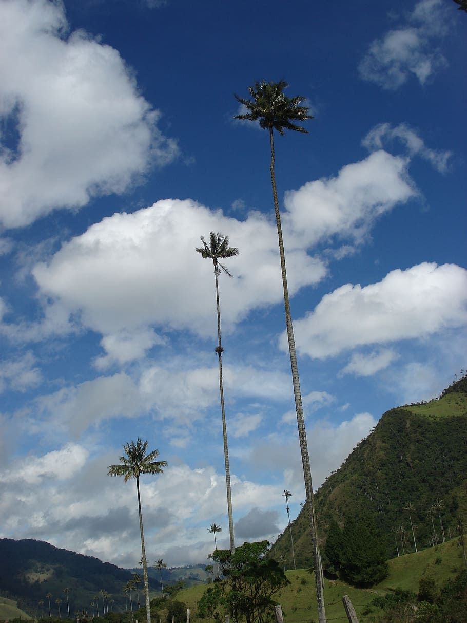 clouds, sky, landscape, palmas, cloud - sky, plant, tree, palm tree HD wallpaper