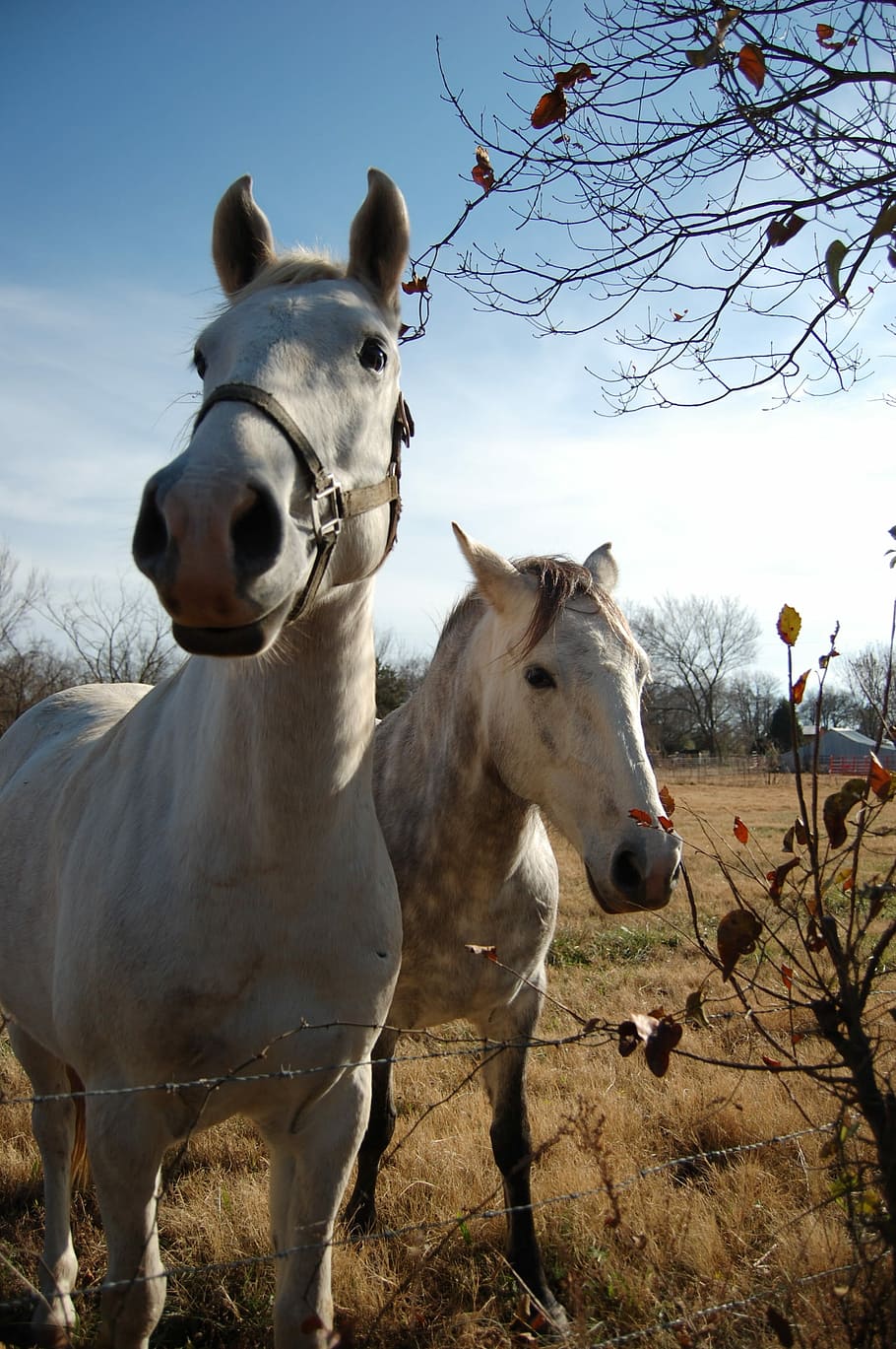 Horses, White, Animals, two, domestic animals, agriculture HD wallpaper