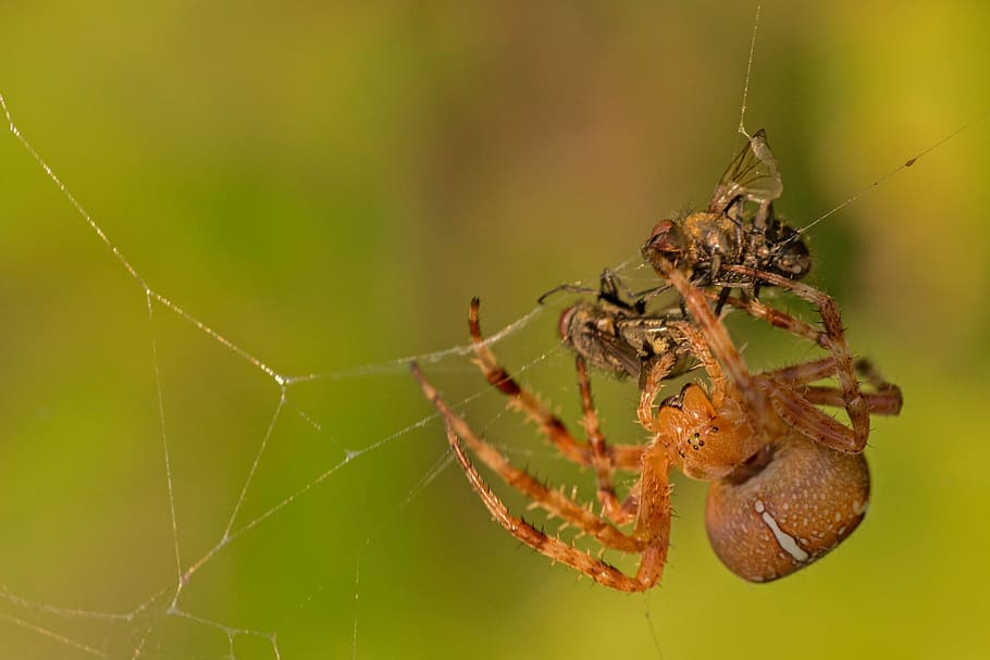 spider, spider with prey, fly, close, macro, invertebrate, insect HD wallpaper
