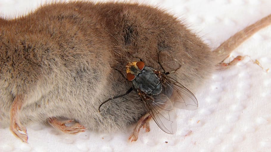 carcass, mouse, shrew, fly, dead, animal, housefly, anatomy HD wallpaper