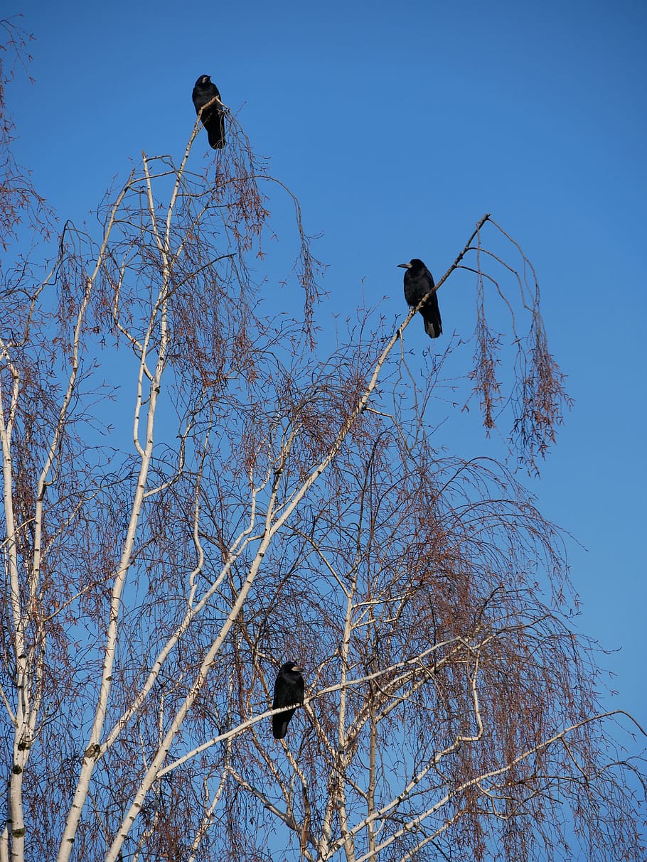 bird, sky, nature, tree, winter morning, rook, winter mood HD wallpaper
