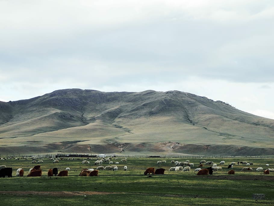 Mongolia, Prairie, Cattle, Sheep, cattle and sheep, animal themes HD wallpaper