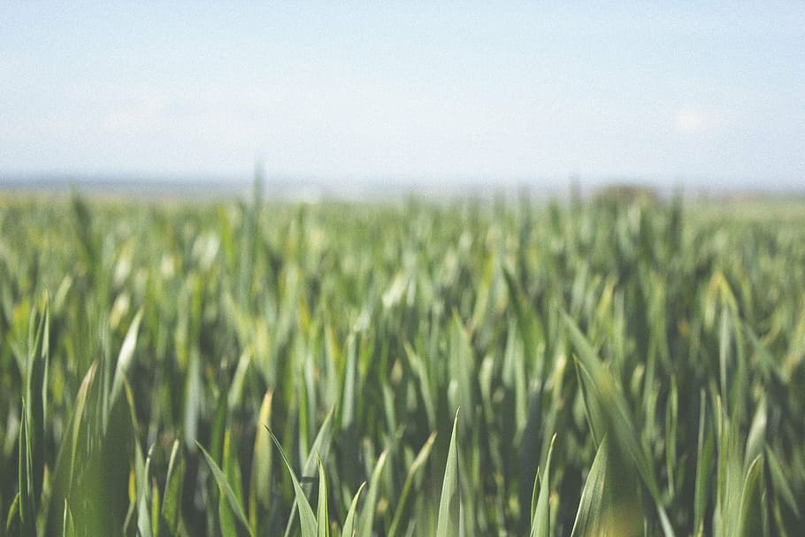 photo of green grass, farm, fields, crops, rural, agriculture HD wallpaper