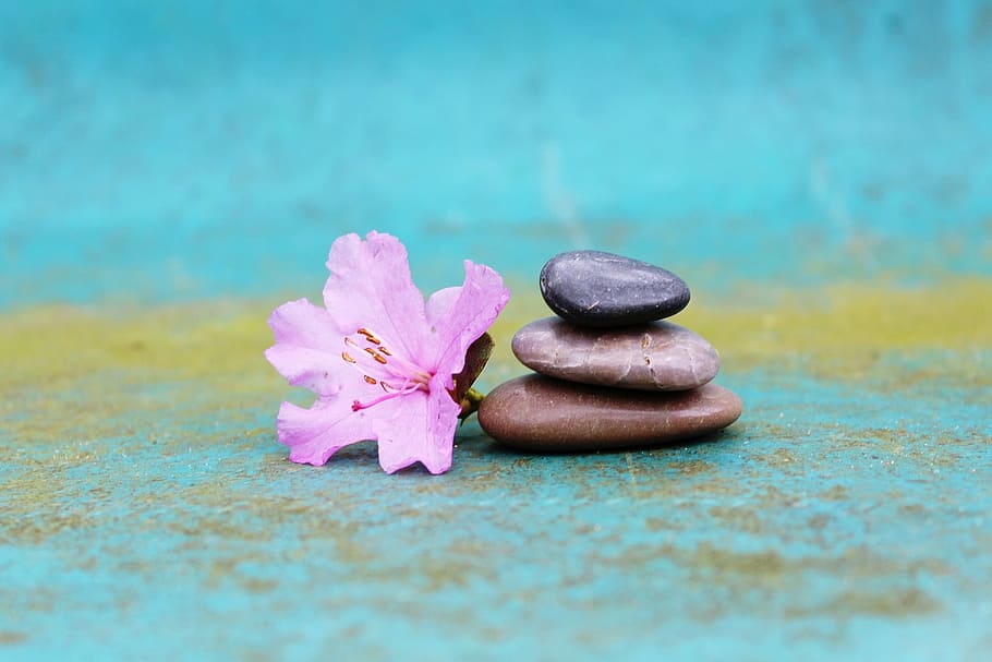 pink azalea flower near three stones, stone pile, stack, blossom HD wallpaper