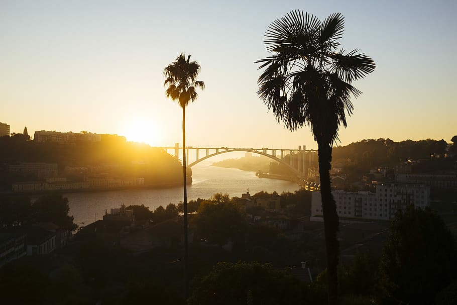 silhouette of tree, trees near bridge during golden hours, sunset HD wallpaper
