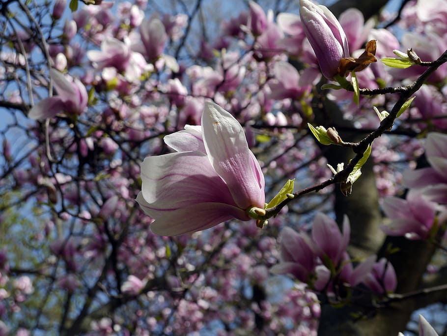 spring, bloom, margaret island, flower, flowering plant, fragility HD wallpaper