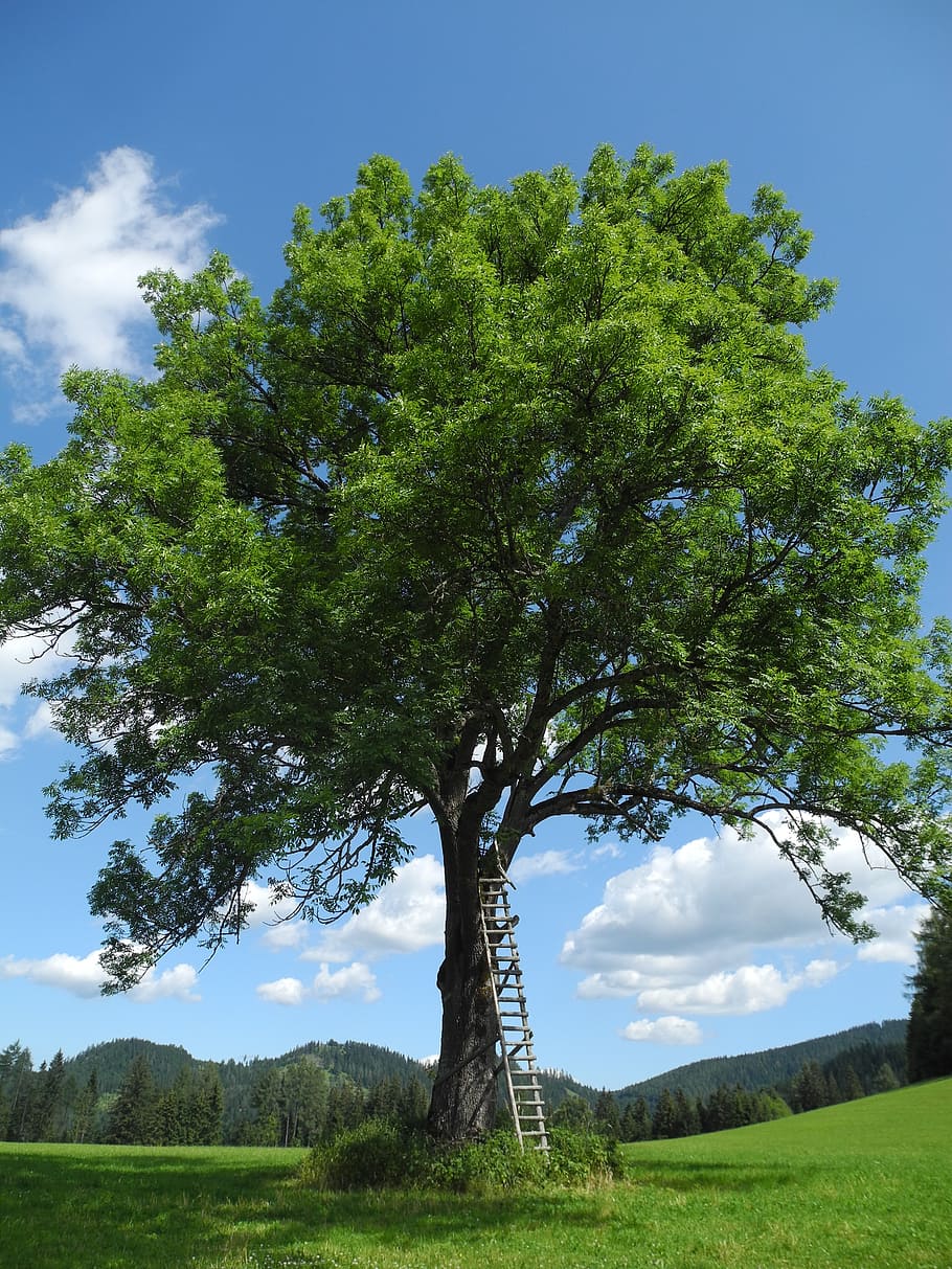 tree, head, meadow, sommer head, nature, landscape, individually HD wallpaper