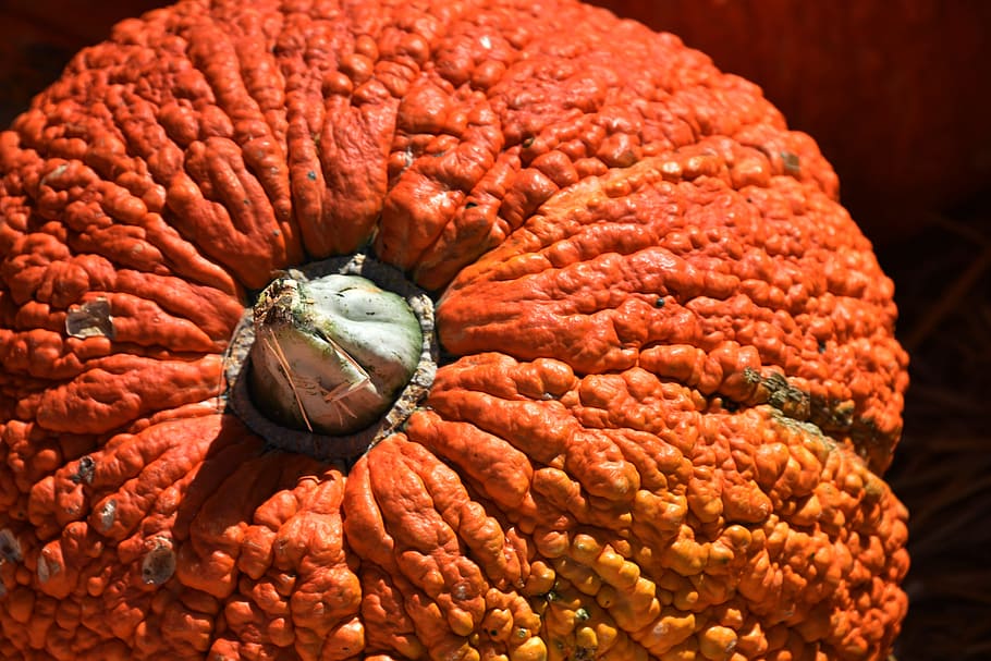 pumpkin, knuckle head, bumpy, orange, large, closeup, close-up HD wallpaper