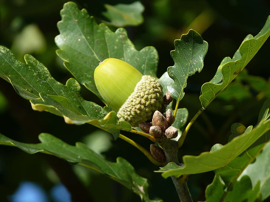 closeup photography of fruit and plant, oak, leaf, tree, oak fruit HD wallpaper