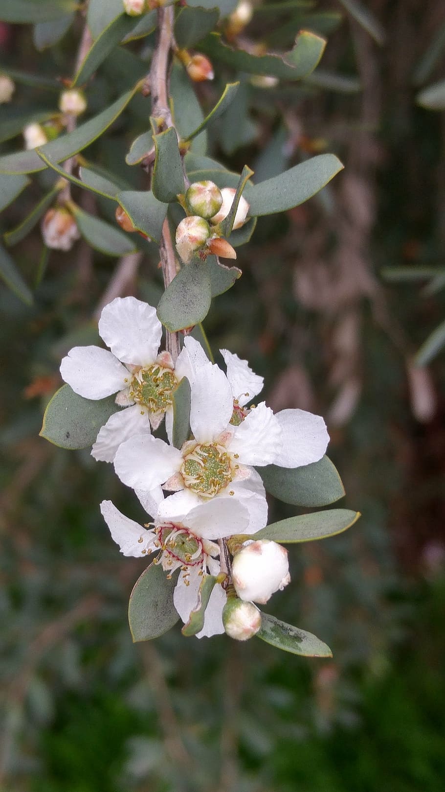 flower, wild flower, native, white, plant, green, spring, nature HD wallpaper