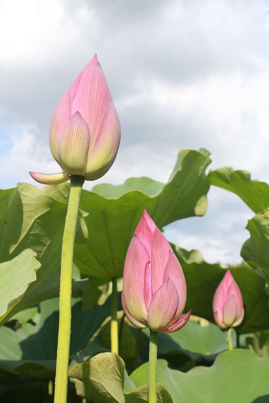 Lotus, Bud, Green, Green Leaves, nature, flower, plant, lotus Water Lily, HD wallpaper