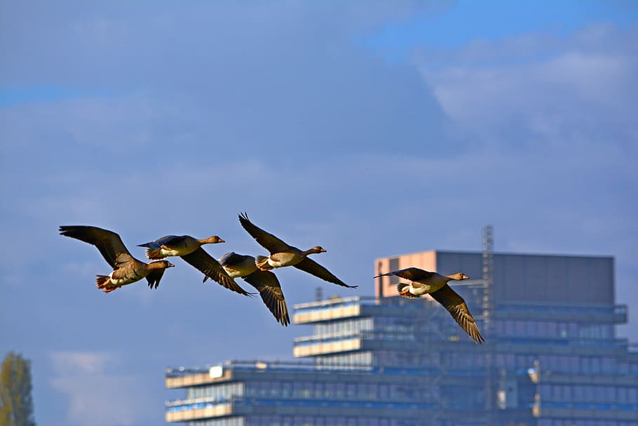 Flying bird 5. Гуси в городе. Гуси над городом. Гуси которые летают по городам. 5 Птиц.