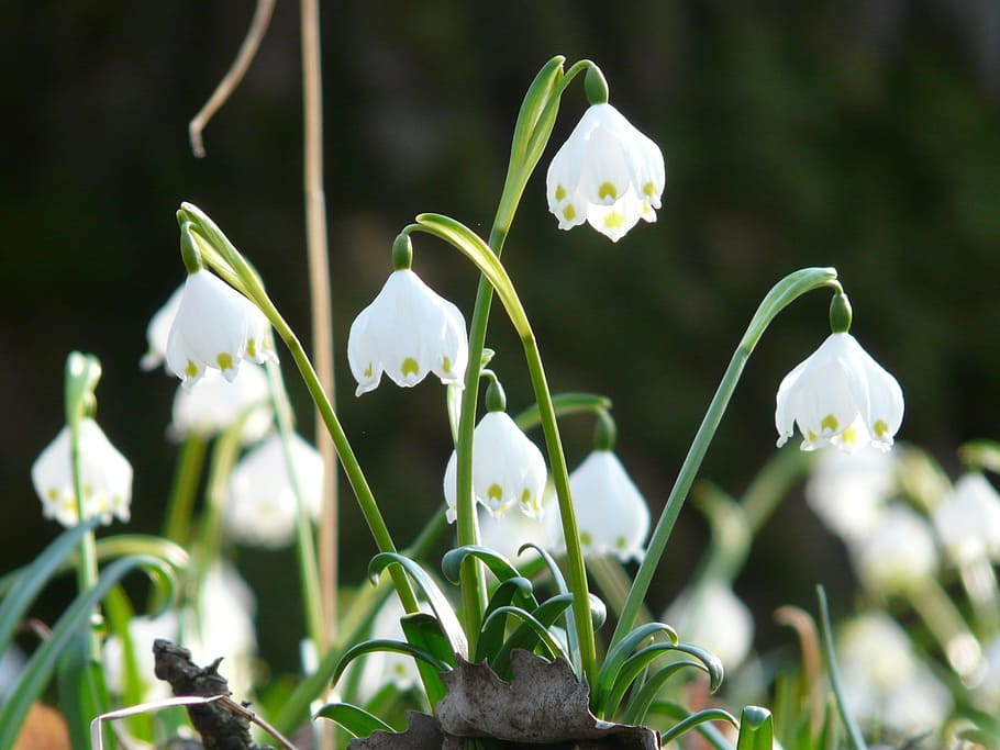 snowflake, spring, spring flower, blossom, bloom, white, forest HD wallpaper