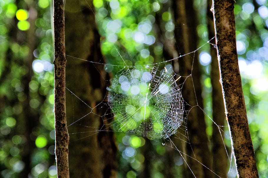 Nature, Web, Bokeh, green, spider web, focus on foreground HD wallpaper