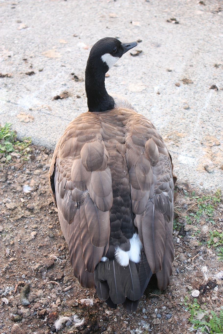 Bird, Goose, Canada, Feather, animals in the wild, one animal HD wallpaper