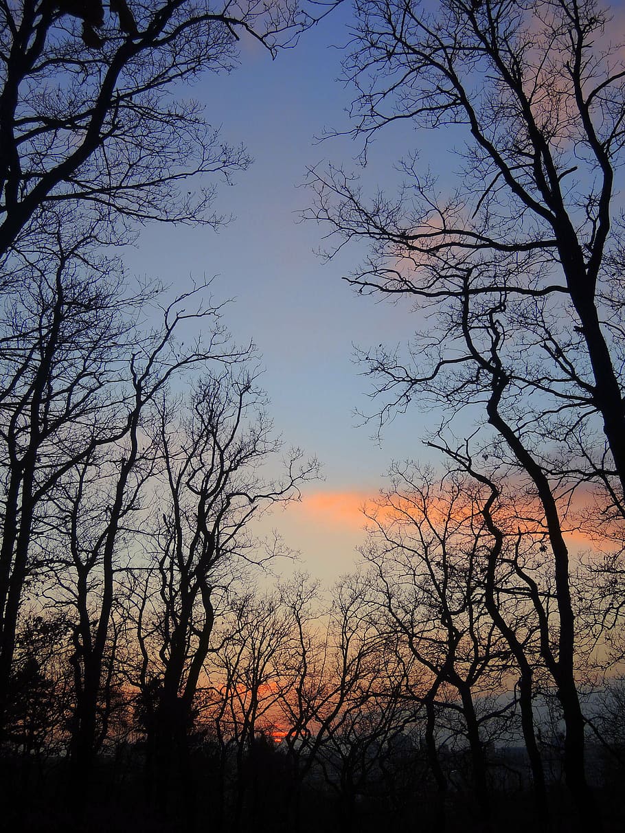 sunset, forest, sky, tree, nature, silhouette, branch, outdoors HD wallpaper