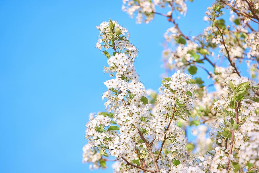 flowers, blossom, white, beautiful, aesthetic, branch, sky