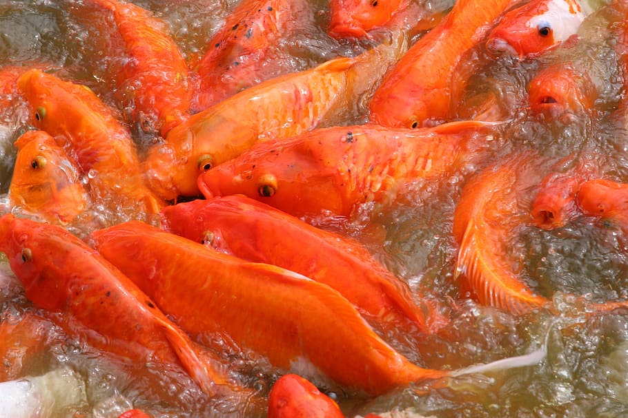 fish, koi, nature, carp, orange, animal, group of animals, animal themes HD wallpaper