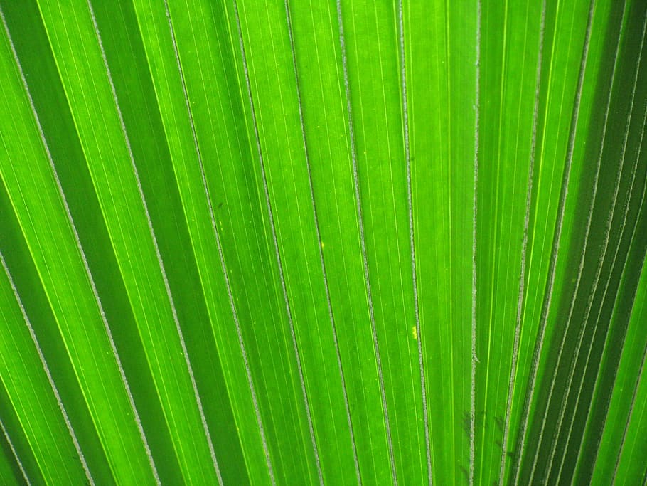 James, Leaf, Palm Fronds, sheet framework, structure, green HD wallpaper
