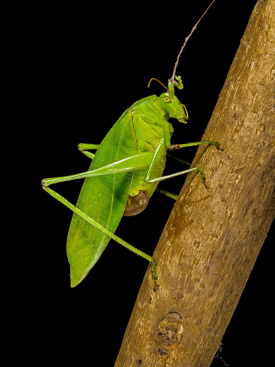 grasshopper, close up, green, animal themes, animal wildlife HD wallpaper