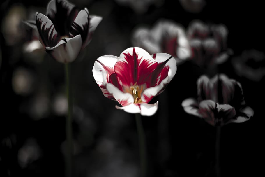 tulip, black, dark, red, scarlet, flowers, spring, love, nature, HD wallpaper